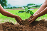 Een complete gids voor het planten van bomen: tips, voordelen en meer